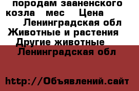 породам зааненского козла 10мес. › Цена ­ 15 000 - Ленинградская обл. Животные и растения » Другие животные   . Ленинградская обл.
